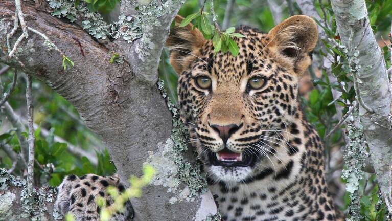 Africa Wildlife | Sightings data for 26 African species | Expert Africa