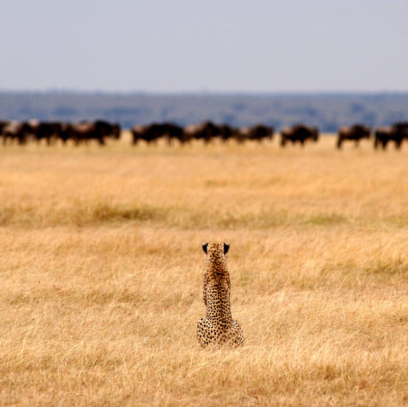 Outstanding Tanzania safaris