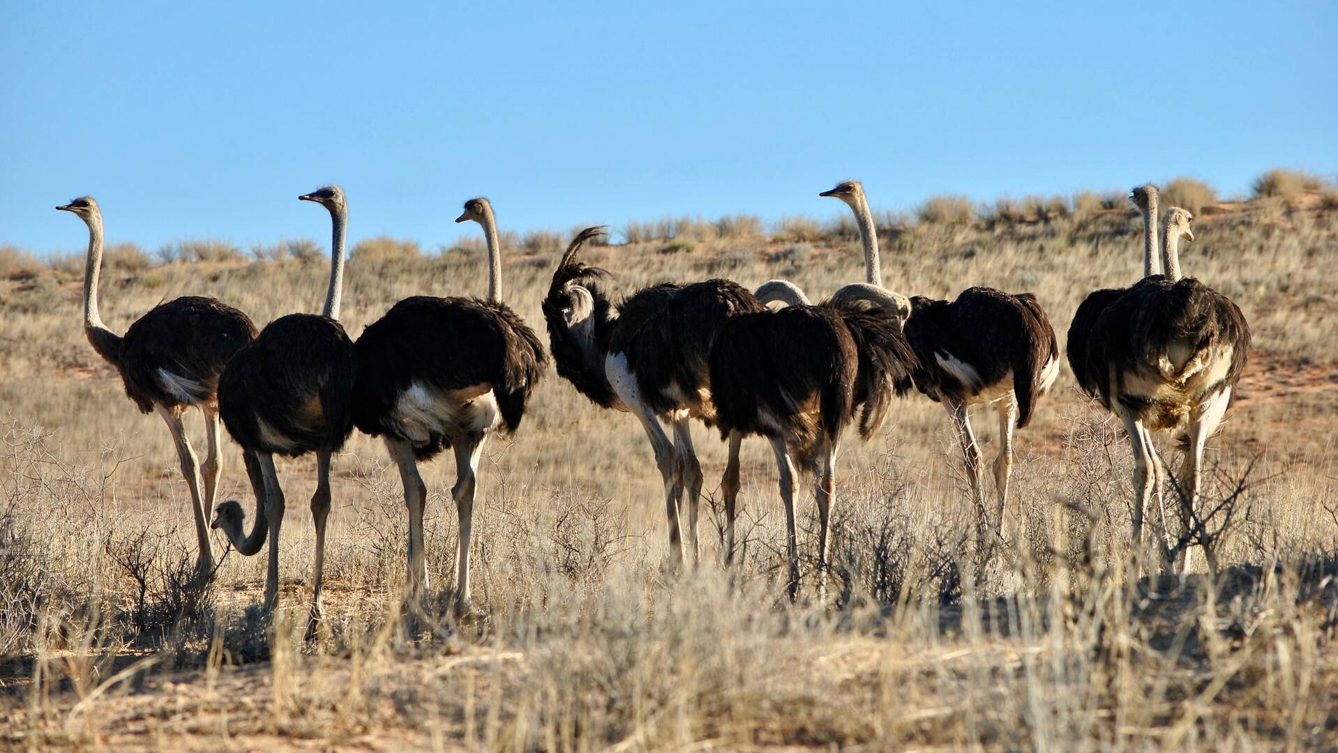 South Africa