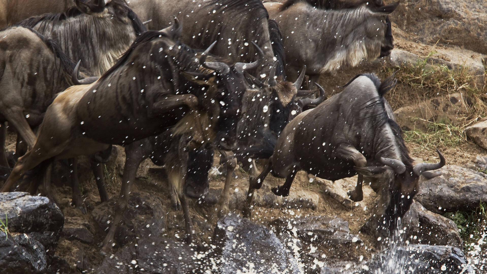 Wildlife