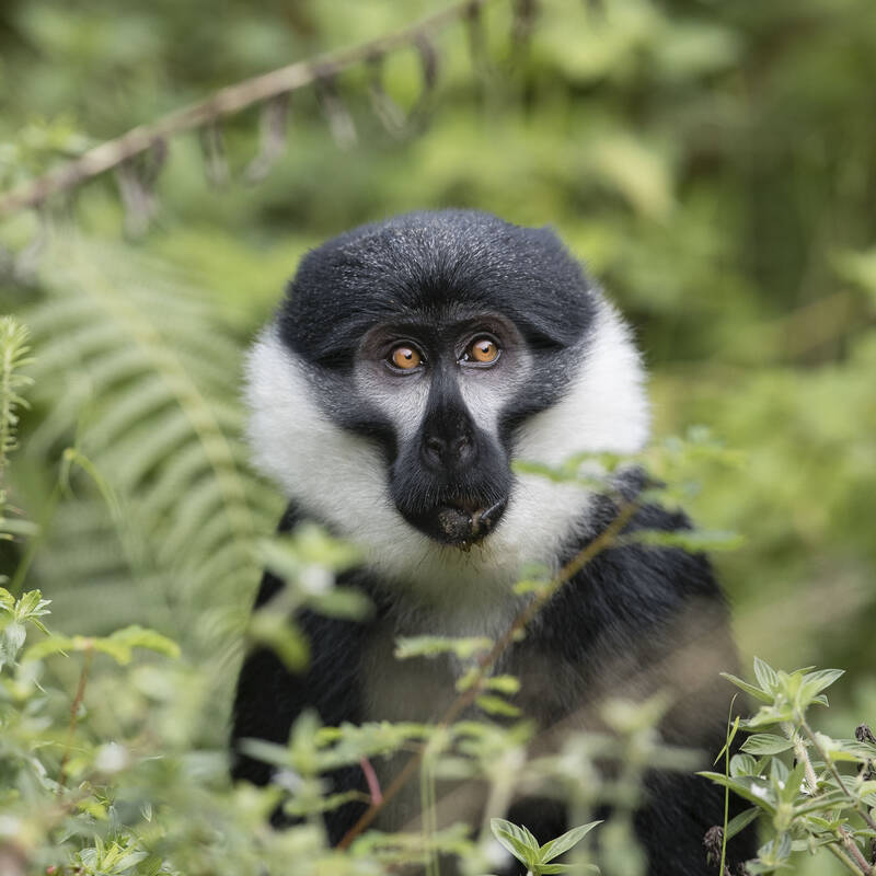 Rwanda