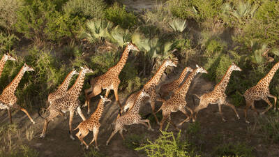 wildlife tourism in tanzania