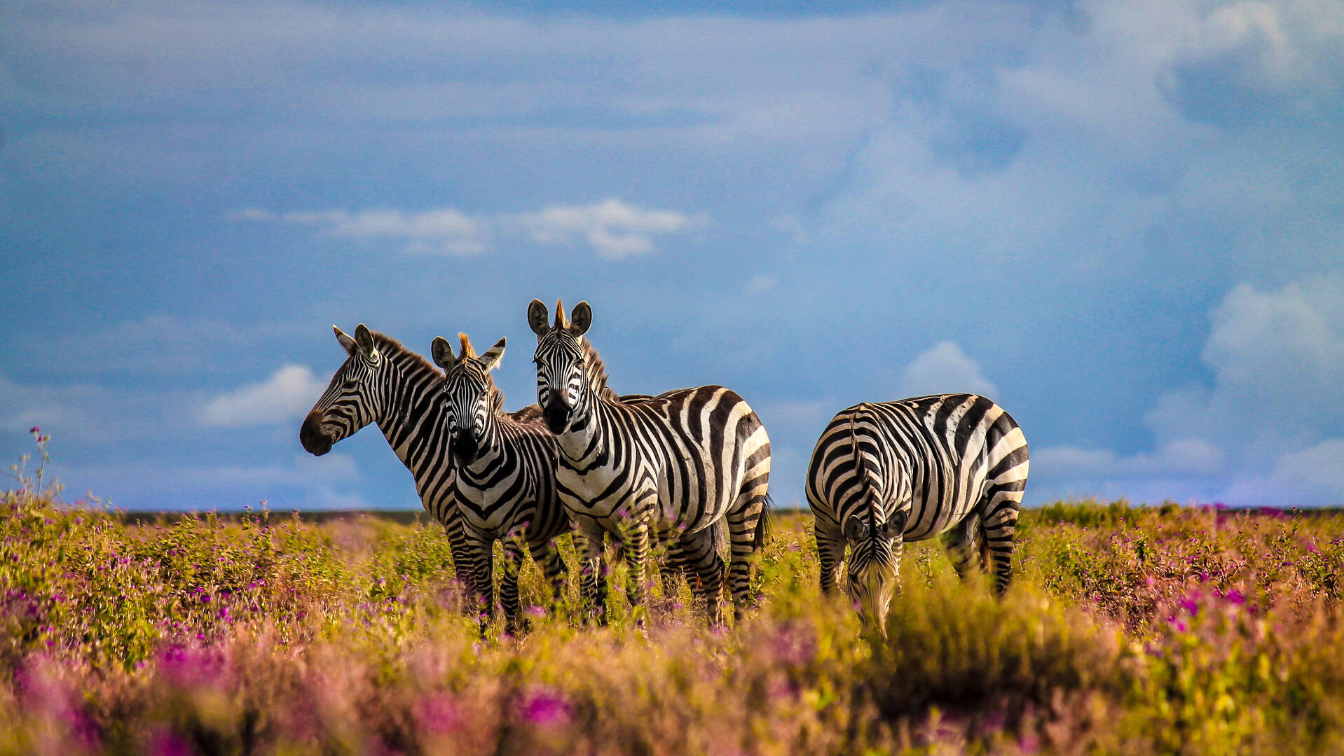 Wildlife