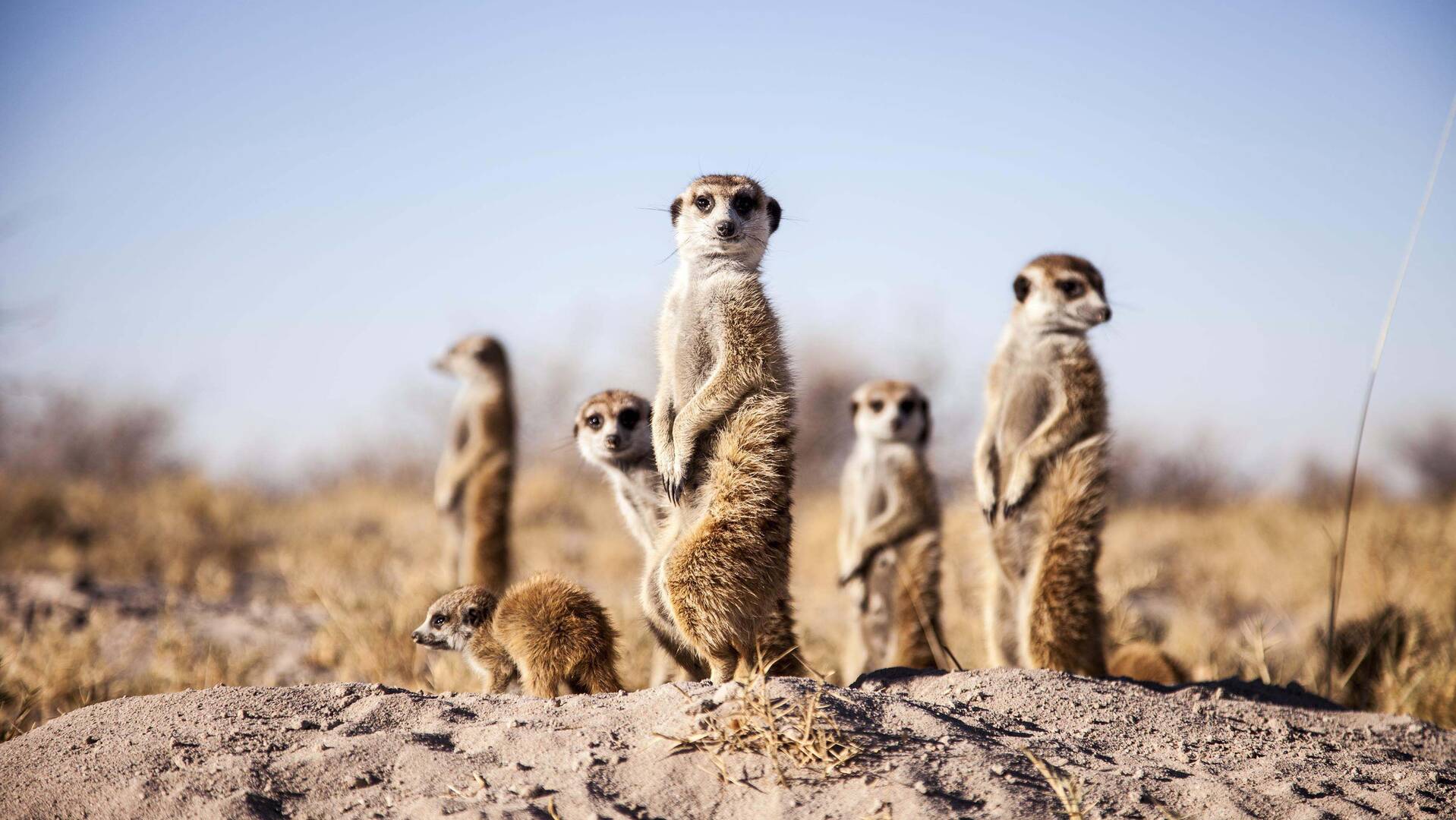 Wildlife