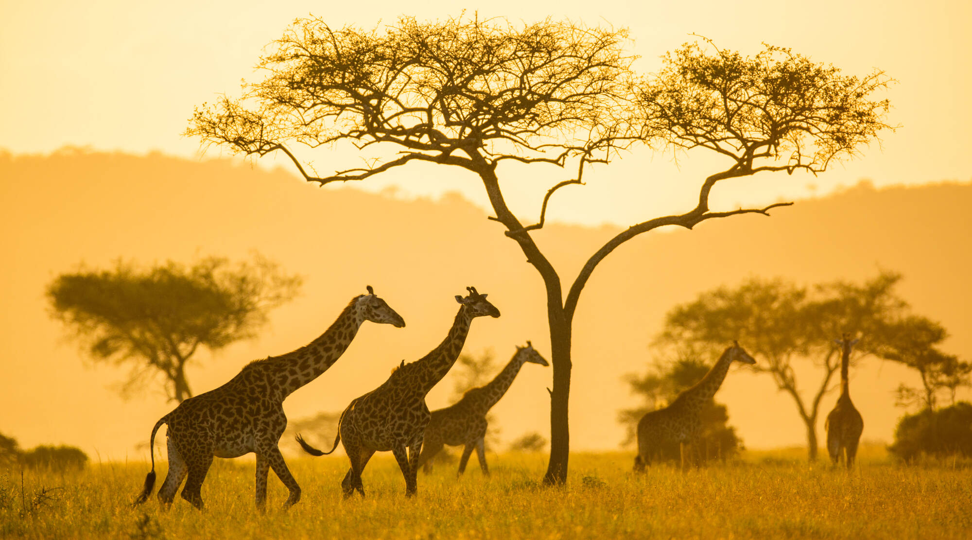 zimbabwe safari