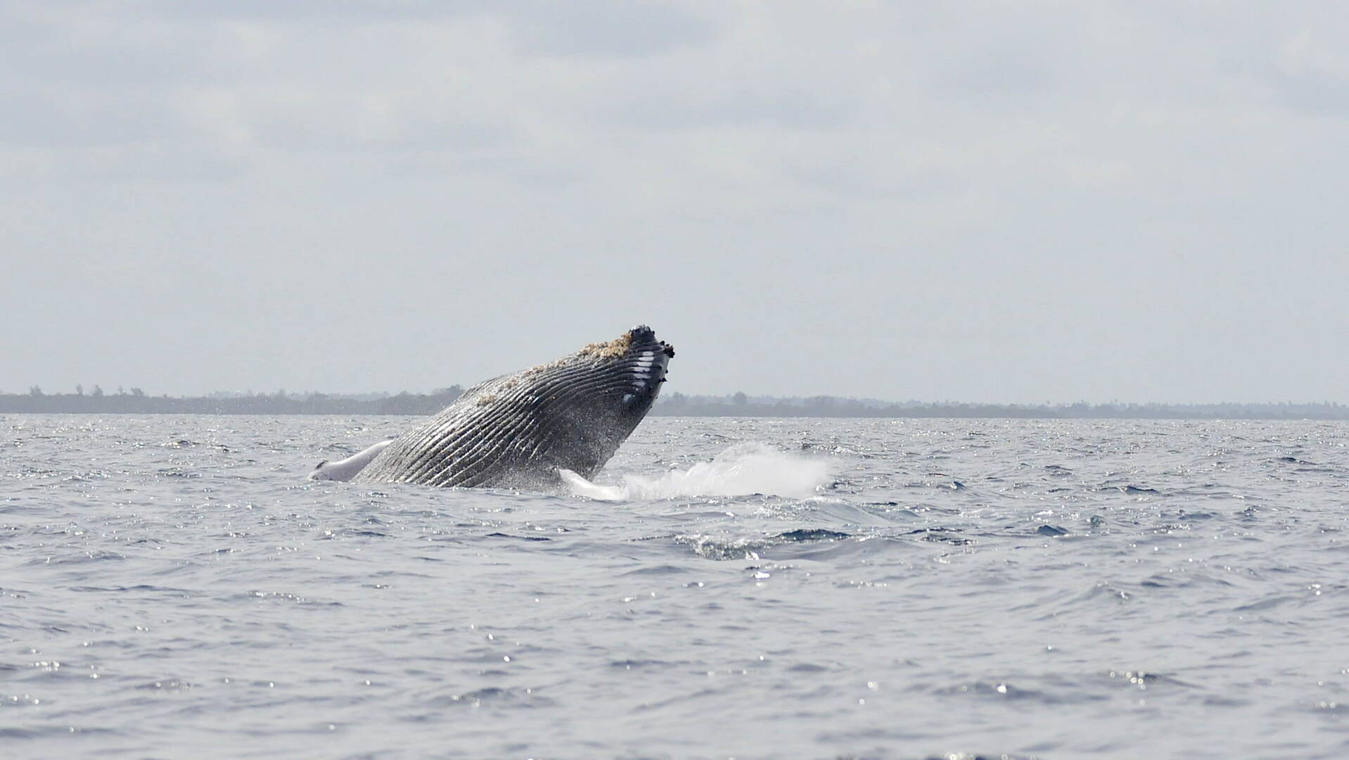 Wildlife