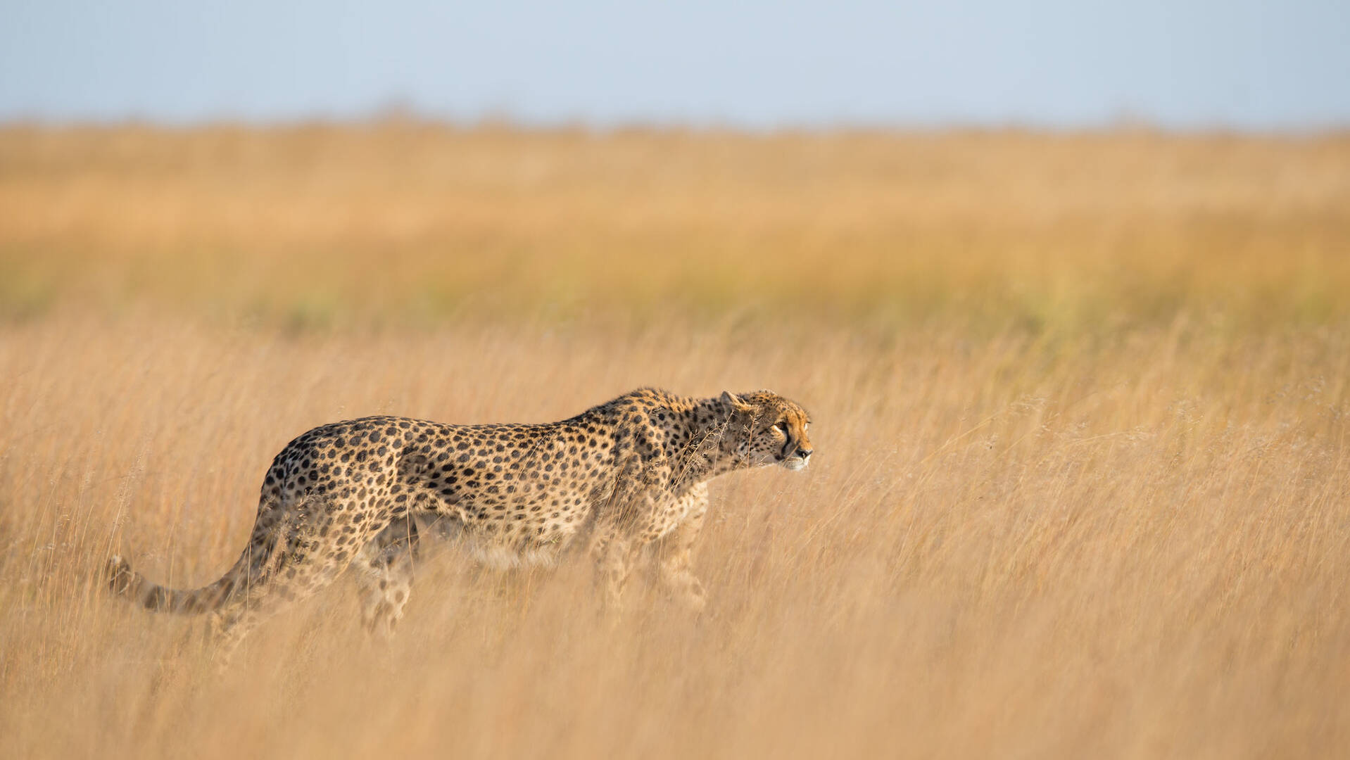 Wildlife