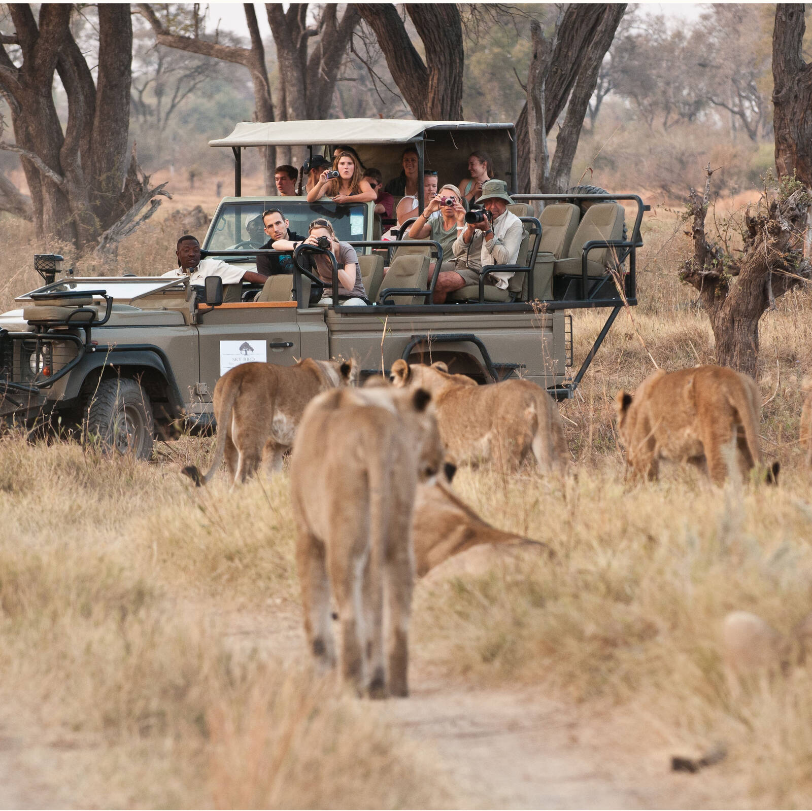 safari in botswana or tanzania