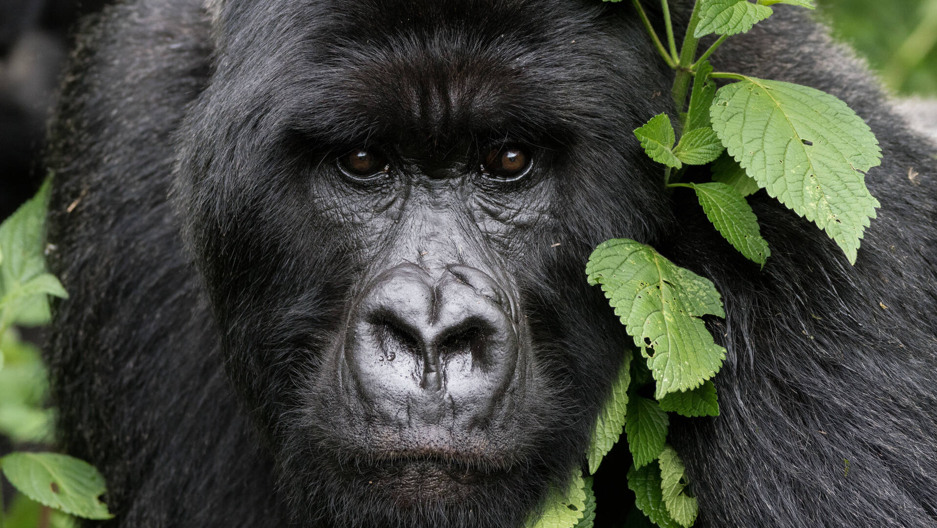 Gorilla trekking safaris in Rwanda