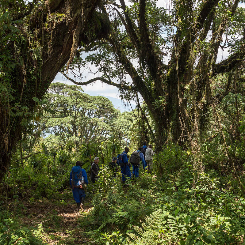 Gorilla trekking safaris in Rwanda