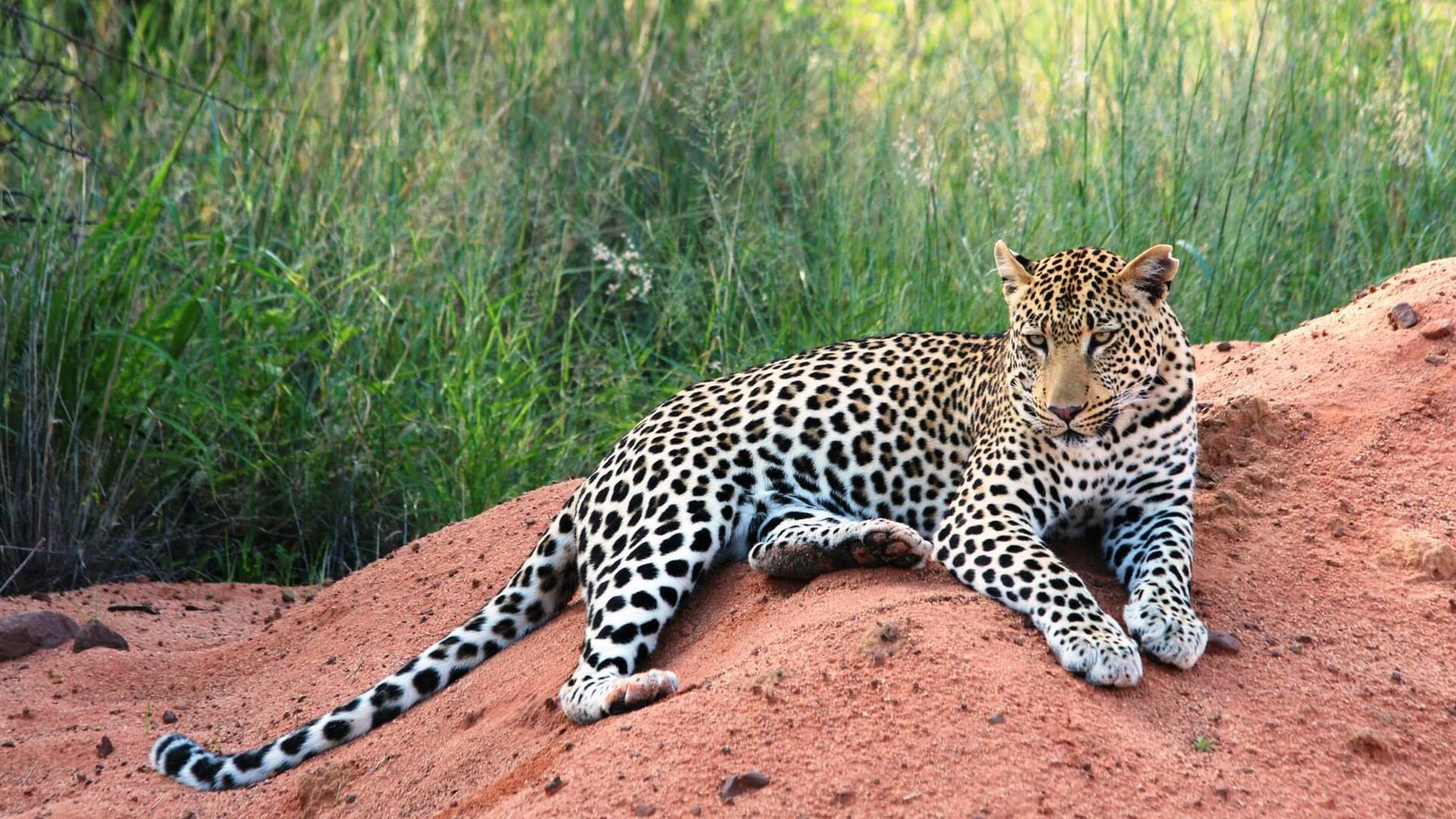 Wildlife in Namibia - Cats and Dogs
