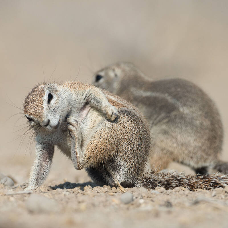 Wildlife in Namibia - Small mammals