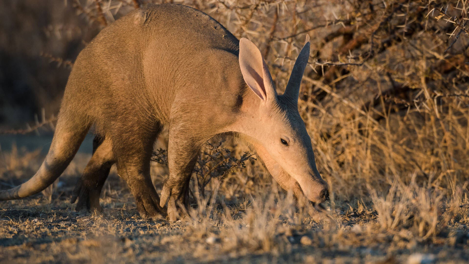 Wildlife in Namibia - Small mammals