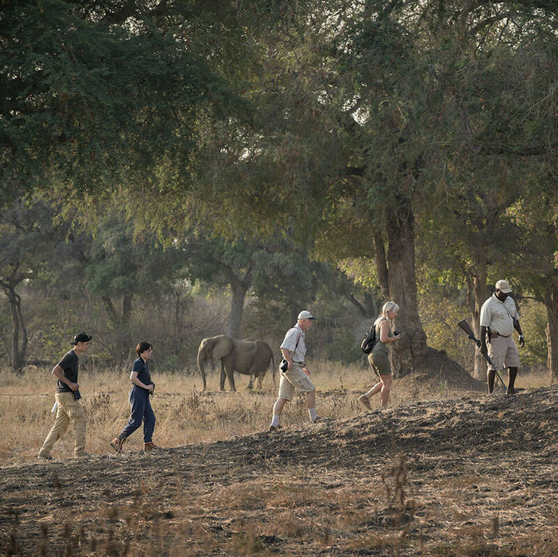 Zimbabwe safari guides