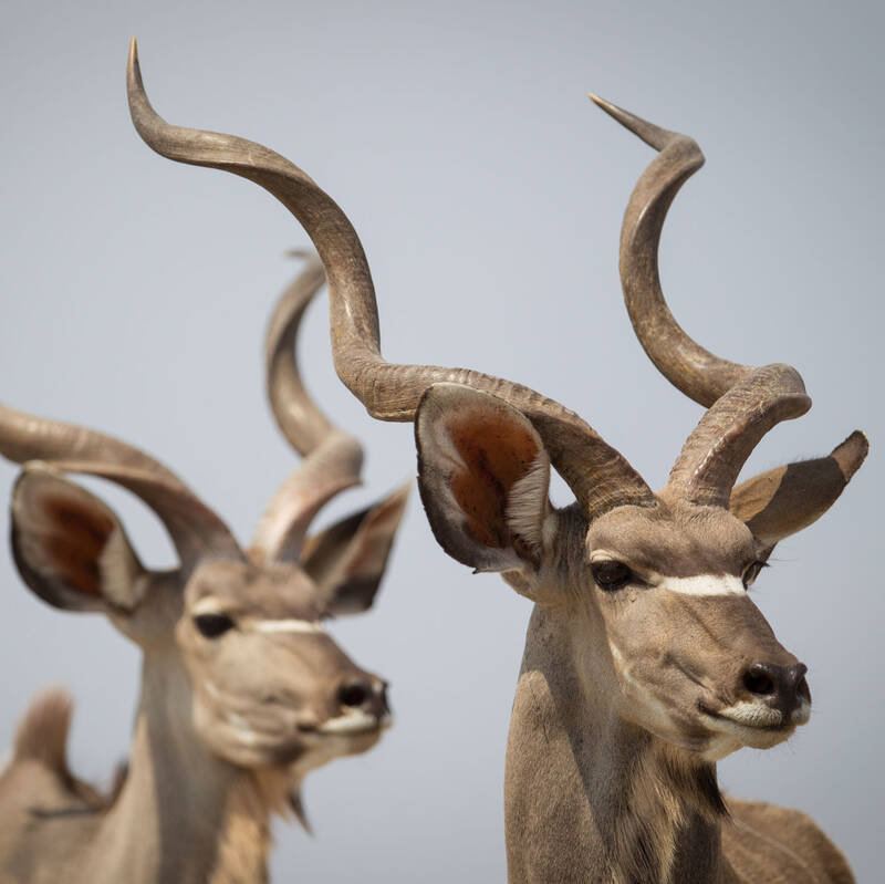 Wildlife in Namibia - Large antelope
