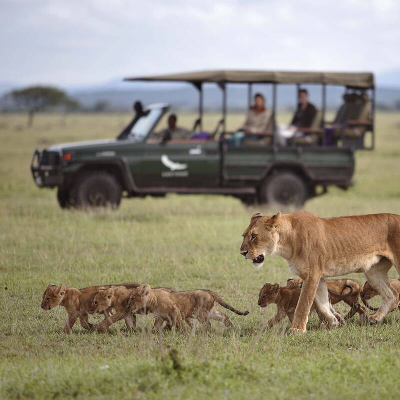 Privately guided safaris