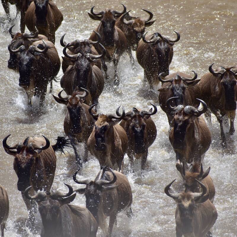 Serengeti wildebeest migration