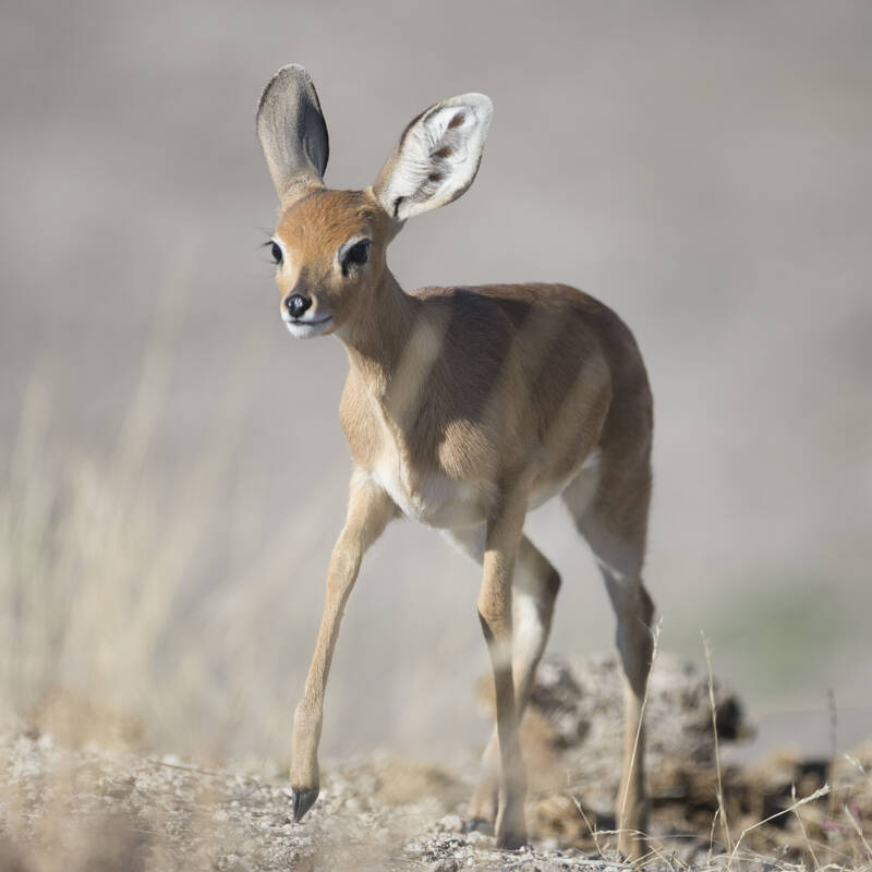 Wildlife in Namibia - Medium and small antelope