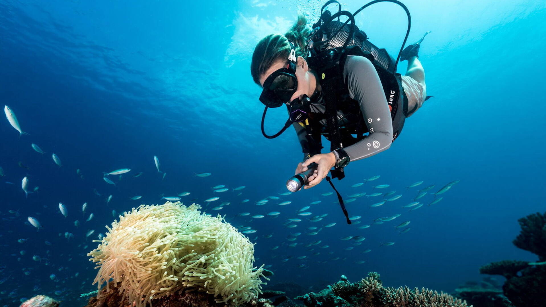 Diving in the Seychelles