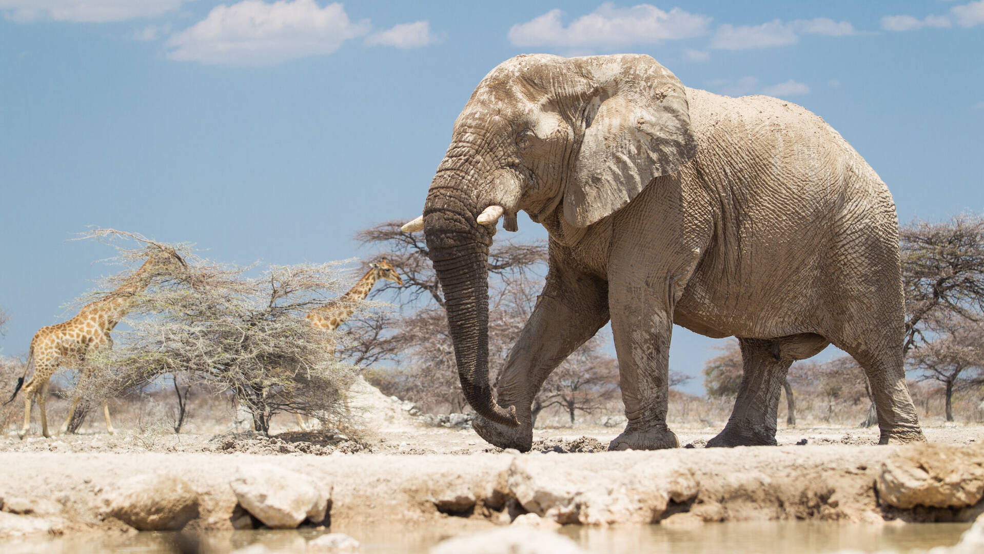 Wildlife in Namibia - Large herbivores