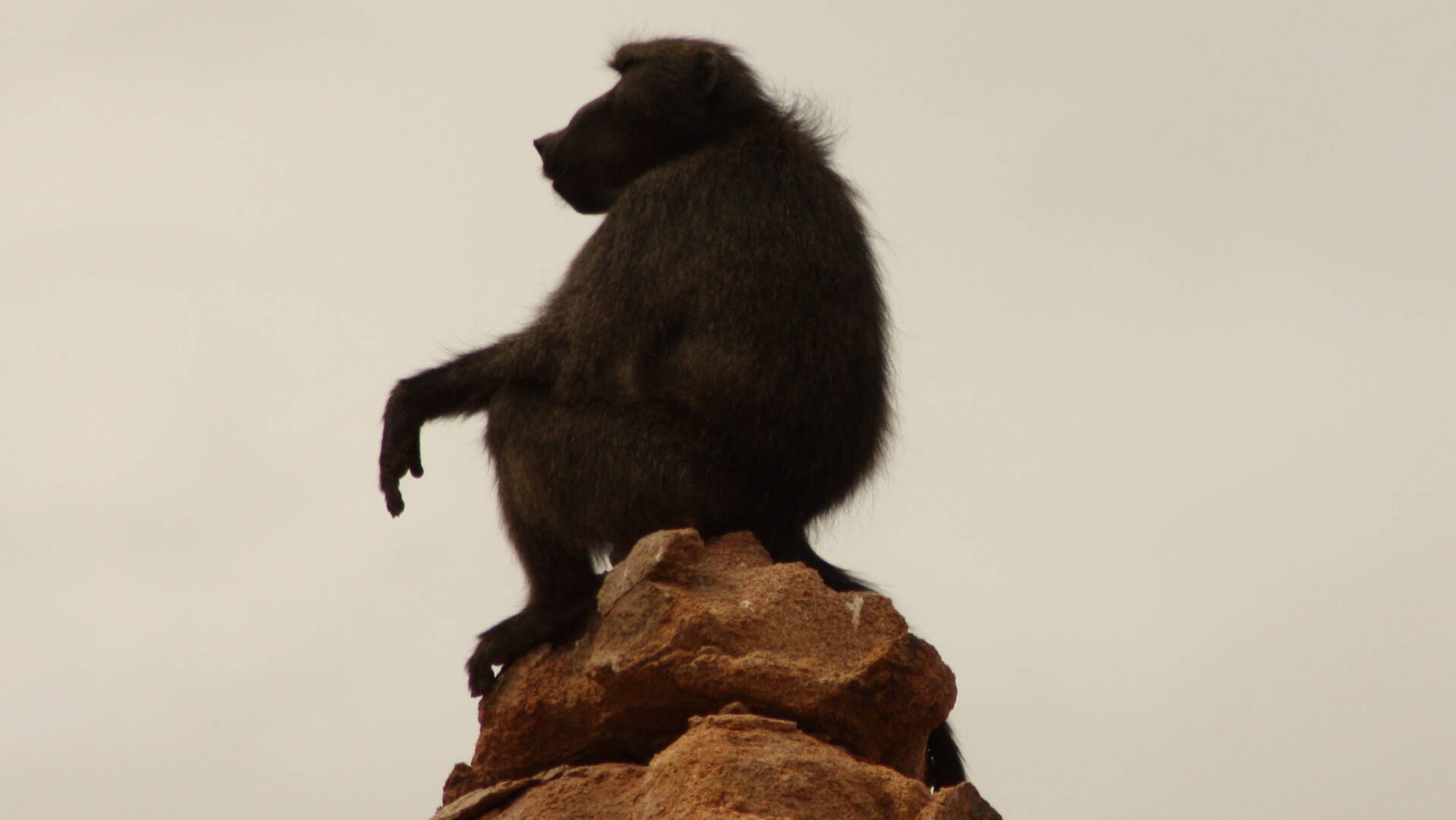 Wildlife in Namibia - Primates