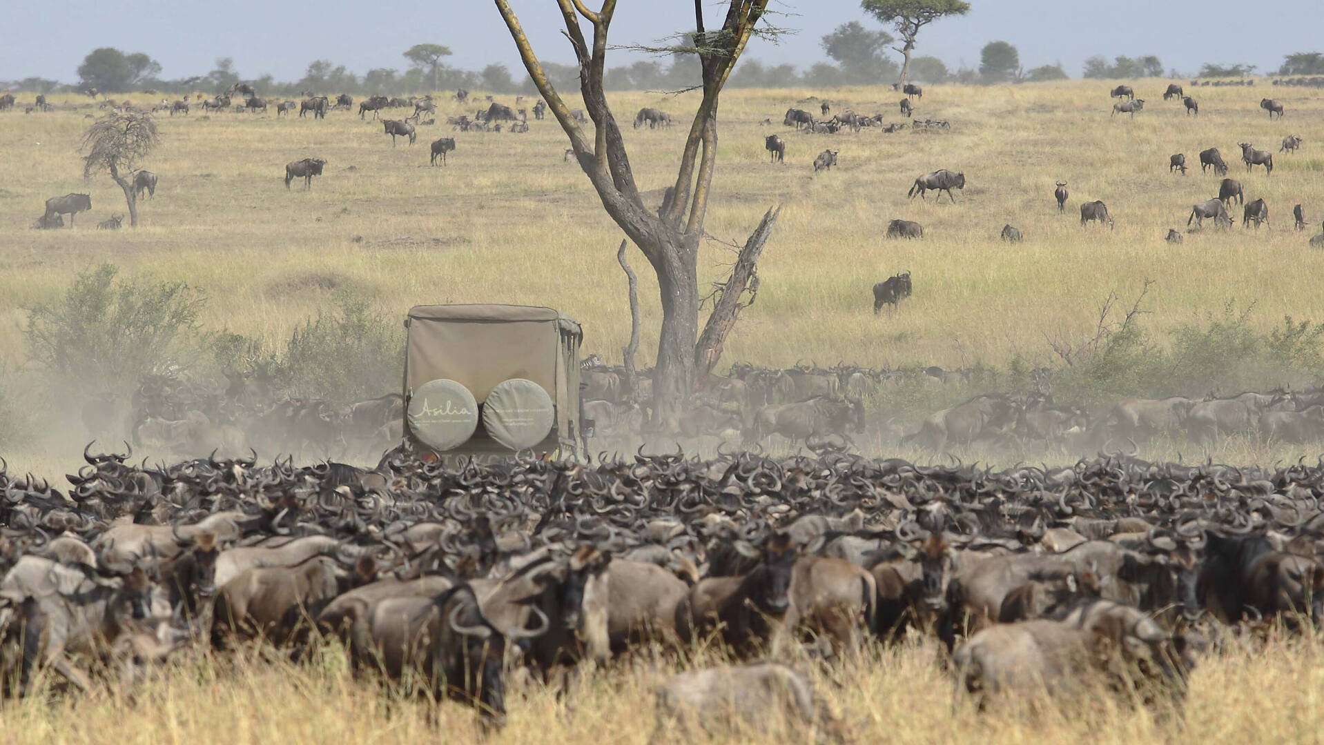 Serengeti wildebeest migration explained with moving map