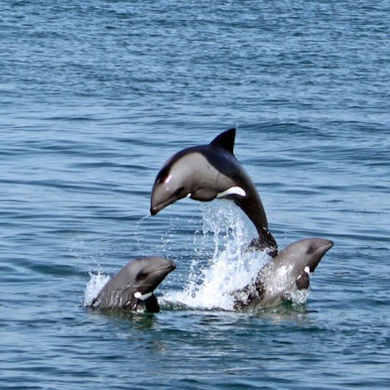 Dolphin and seal cruise