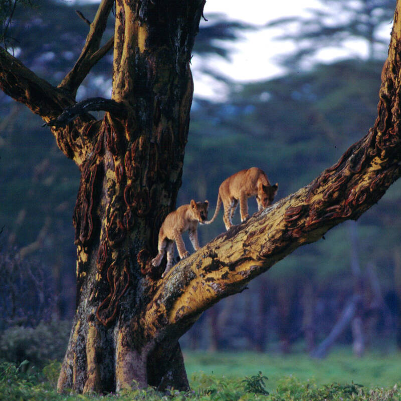 Lake Manyara Safari