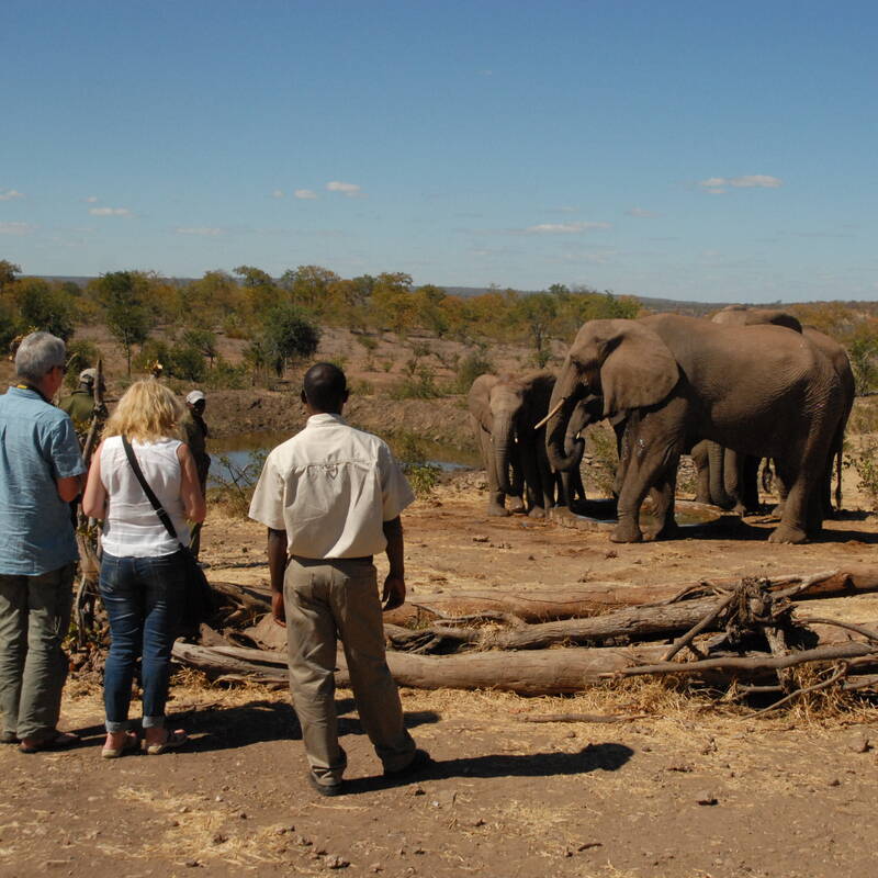 Elephant Encounter