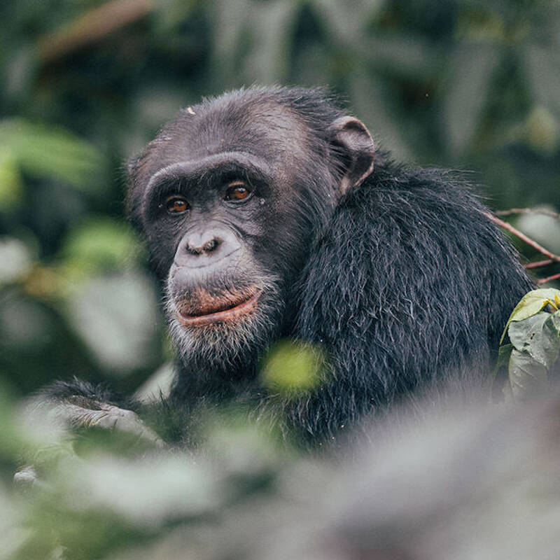 Chimpanzee Trekking in Nyungwe Forest