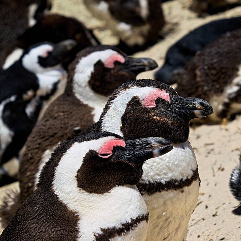 Cape Point and Peninsula Tour