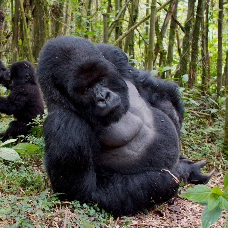 Gorilla Trekking Safari