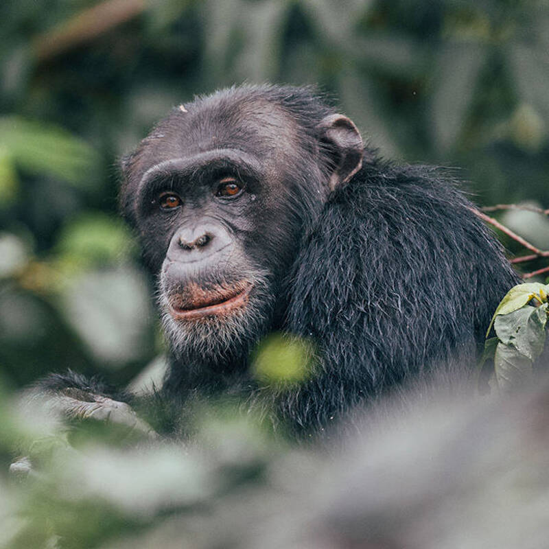 Chimpanzee habituation experience
