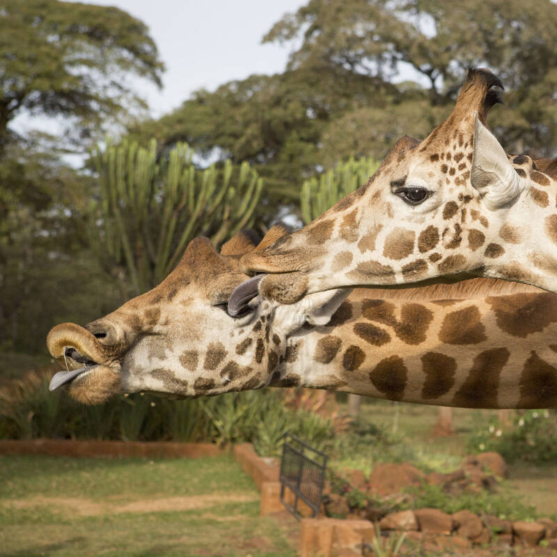 Nairobi Giraffe Centre visit