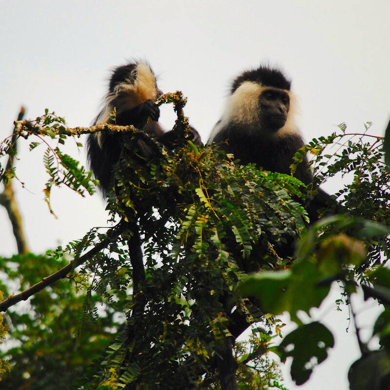 Colobus Trekking in Nyungwe