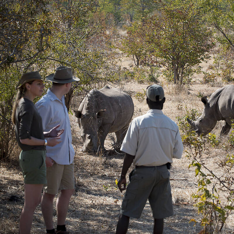 Rhino Walk