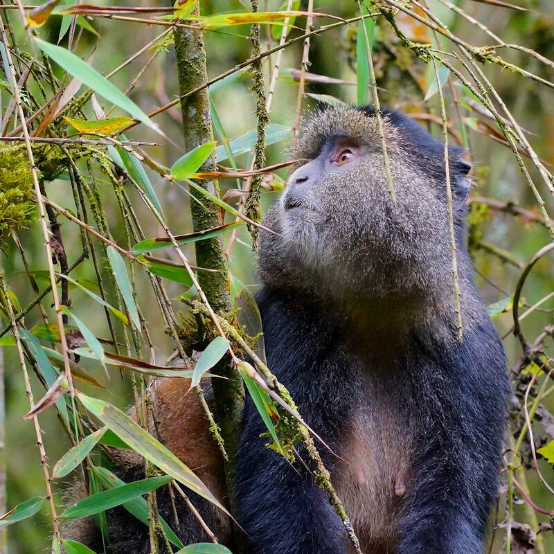 Golden Monkey Trekking