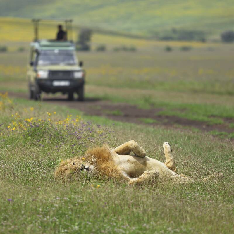 Safari in Ngorongoro Crater