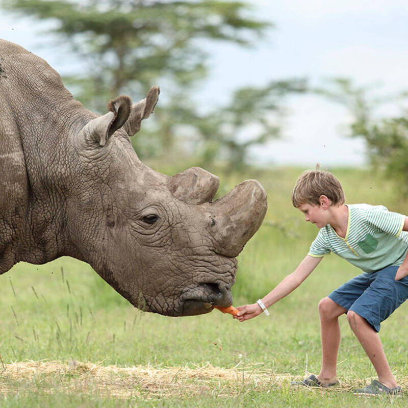 Northern White Rhinos visit