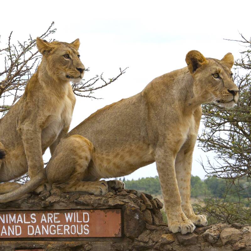 Safari in Nairobi National Park