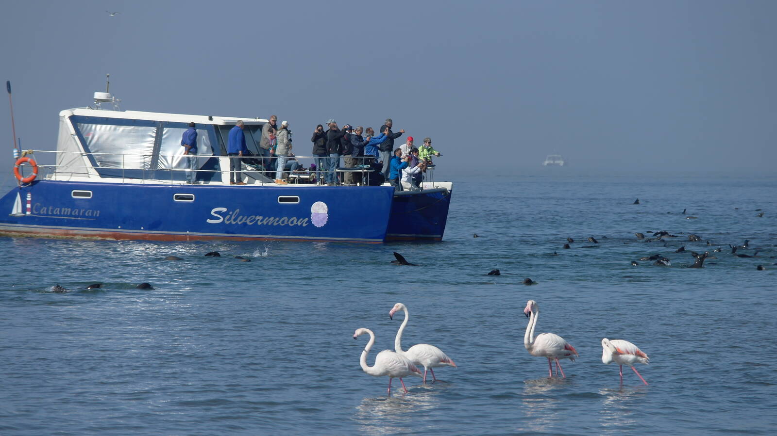 catamaran dolphin cruises walvis bay