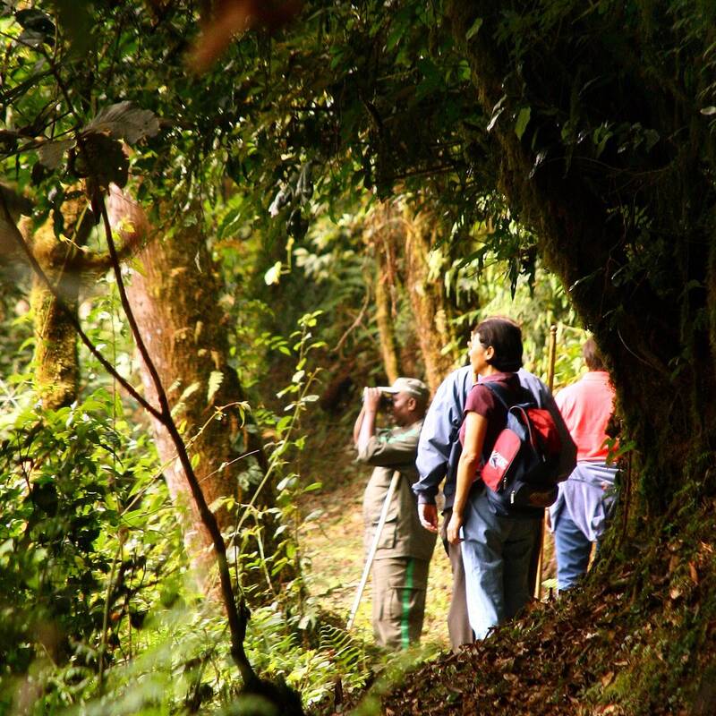 Bird Walk in Nyungwe Forest