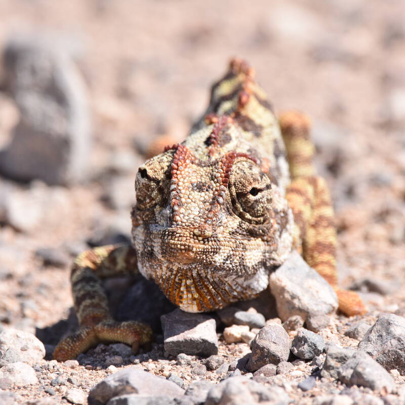 Desert tour