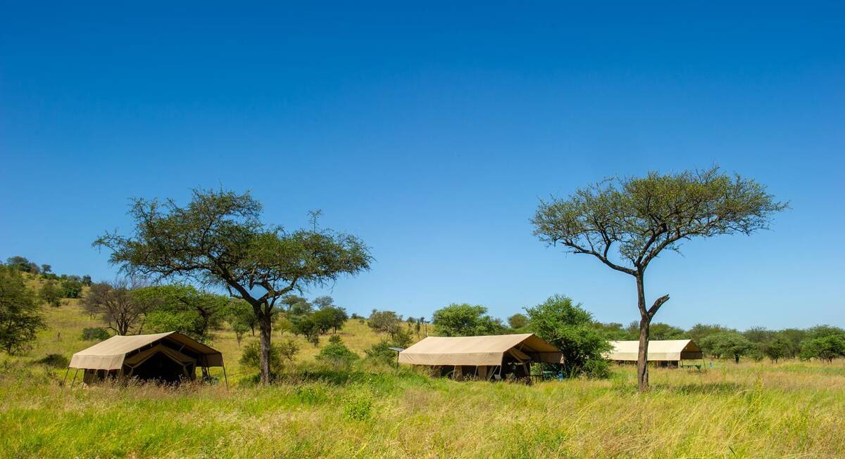 safari de ngorongoro