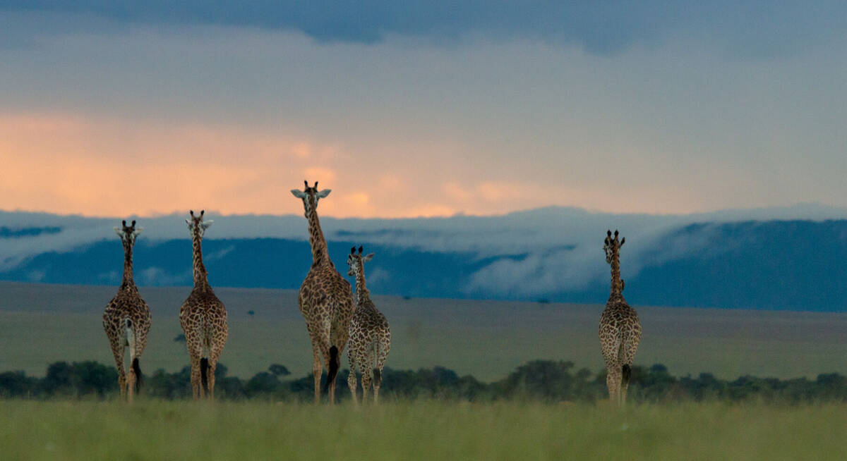 laikipia safari camp