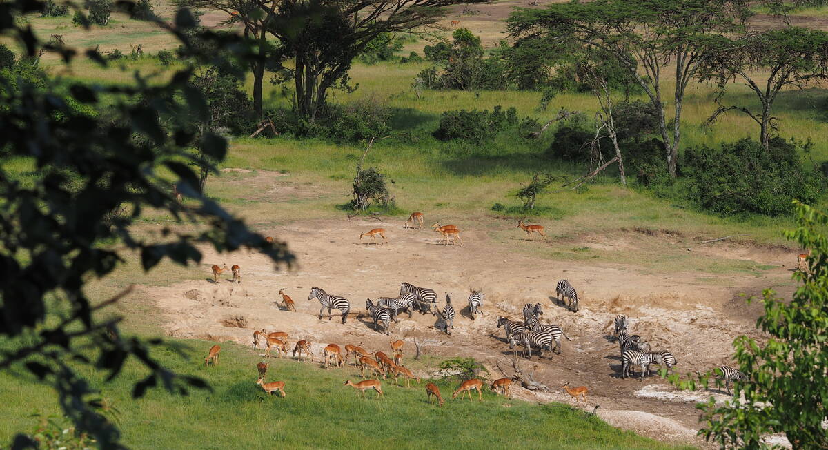 laikipia safari camp