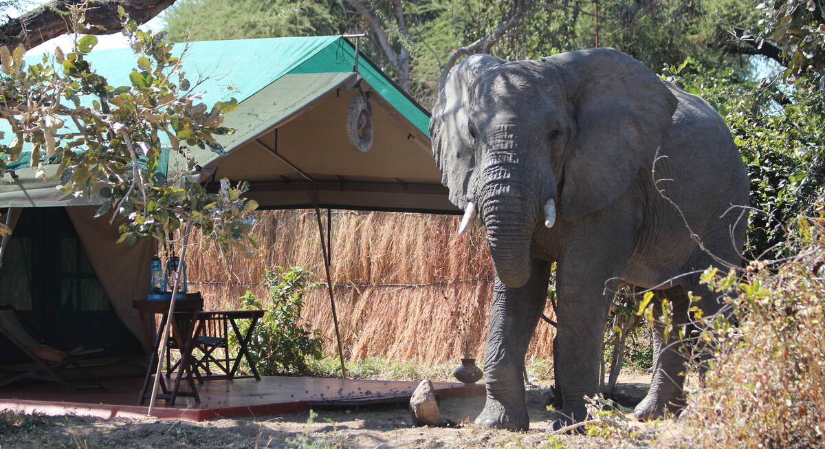 ruaha best time for safari