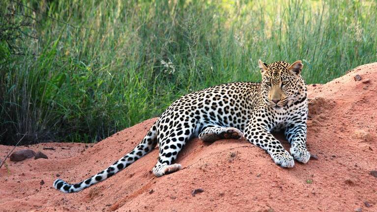 Rock Agama Self-drive Safari: prices