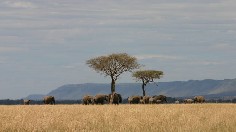 Lanner Falcon Fly-In Safari: flights & prices