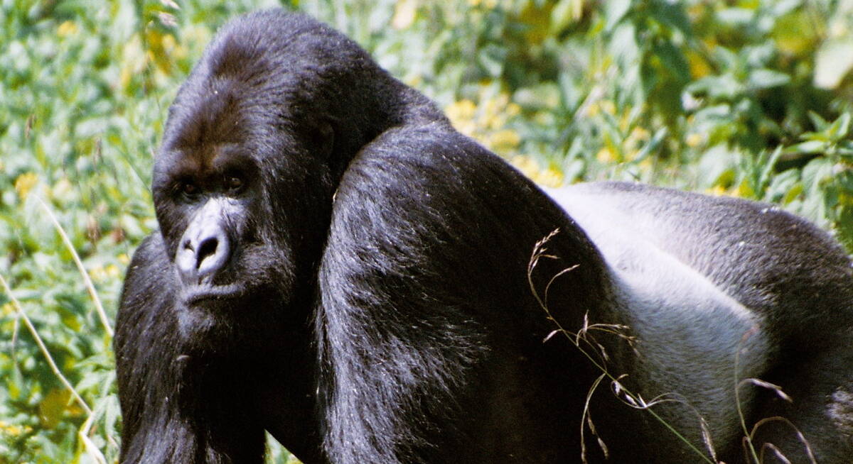 african lion safari gorilla